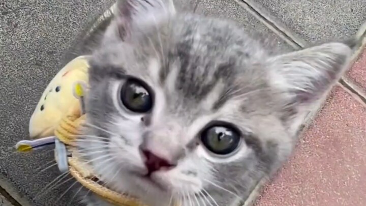 อากาศร้อนเกินไป แมวน้อยก็เหงื่อออกที่เท้าได้เช่นกัน