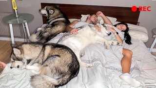 [Hewan]Apa yang akan dilakukan Husky saat kamu tidur?