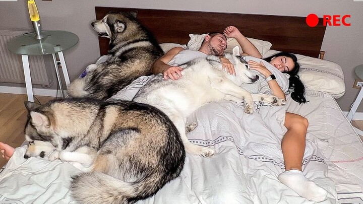 [Động vật]Chó Husky làm gì khi bạn đang ngủ?