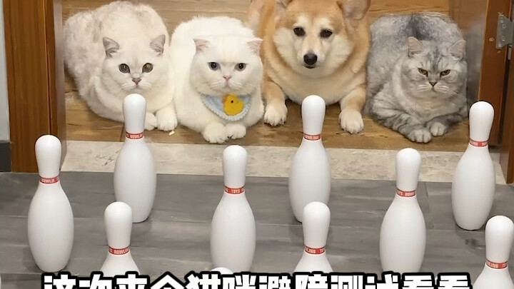 Cat obstacle-avoidance test