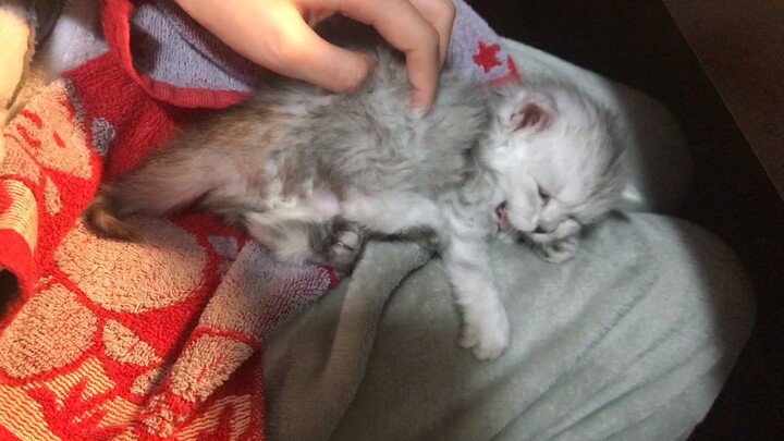 【Pet】Lovely Kitten Sleeping On My Lap