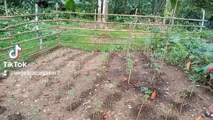 #my garden