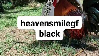 HSGF BLACK