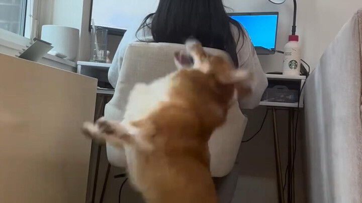 The Corgi accompanies the owner to work overtime, and the owner is in a stable mood. The picture is 