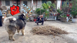 [Dogs Clip] คุณปู่ทำอะไร ผมเล่นด้วย