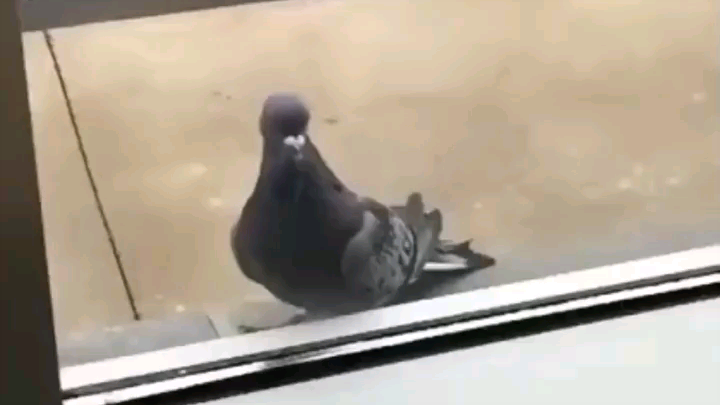 Gu gu aku nih, tiba-tiba aja meninggal lho.