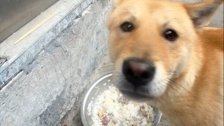 After the New Year, the dog looks helpless when seeing meat