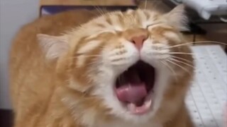 Cats are very alert when they sleep