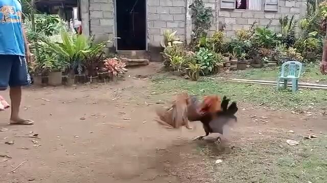 1x winner alimbuyogin vs abuhin 1winner