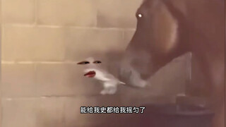 I'm just so annoyed by those rats