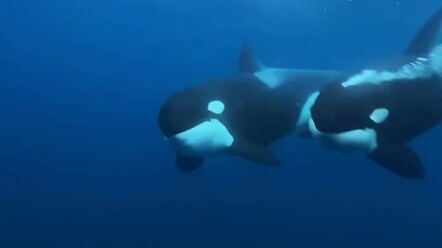 The giant sea eggplant flipped over to show its belly in a friendly gesture.