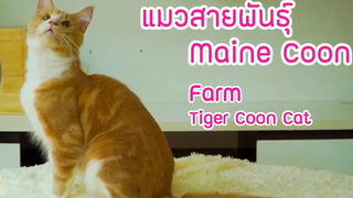 Show Pet แมวเมนคูน Tigercooncat Maine coon