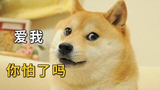 柴犬：一种养了就没朋友的狗