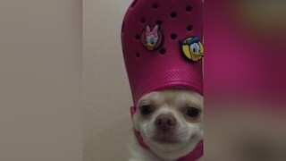 Bạn ở tỉnh nào ? tiktokvietnam ddnq_07 chó_cưng xuhuong tt