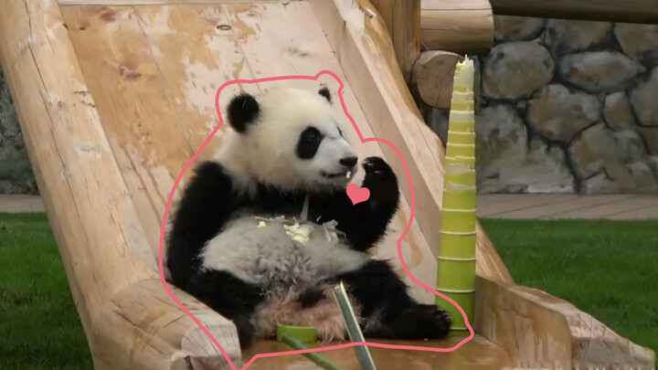 Zai Zai found a premium shoot of bamboo that he can't bring himself to eat. His mom came along, but is she his real mom?
