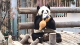 Hewan|Panda Besar Bermain Mainan