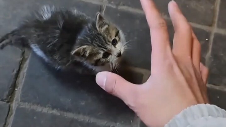 Sau khi về làng, chú mèo con nhặt được đã trở thành tiểu tùy tùng.