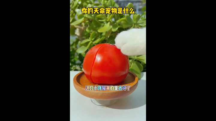 Do you like this cat or not?