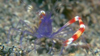 Secret World of Crustaceans National Geographic Under Water Animals