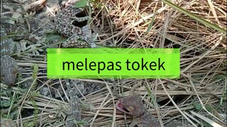 Melepas kawanan tokek rumah ke habitat ya ( gekko gecko