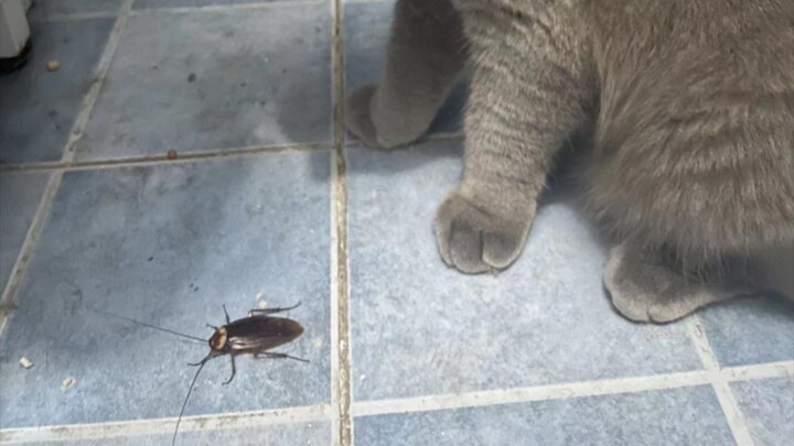 Cảm ơn bạn, Catman
