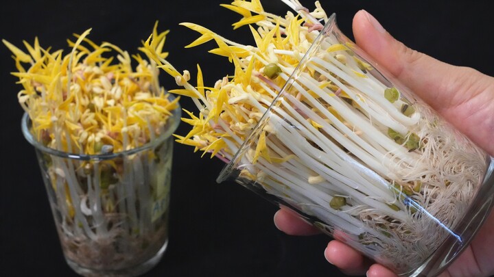 It turns out growing mung bean sprouts is so easy—just one cup is all you need! This method is amazi