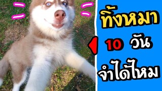 ทิ้งหมาไว้ 10 วัน จำแทบไม่ได้ | ความสุขของบรรเจิด | Ep.2