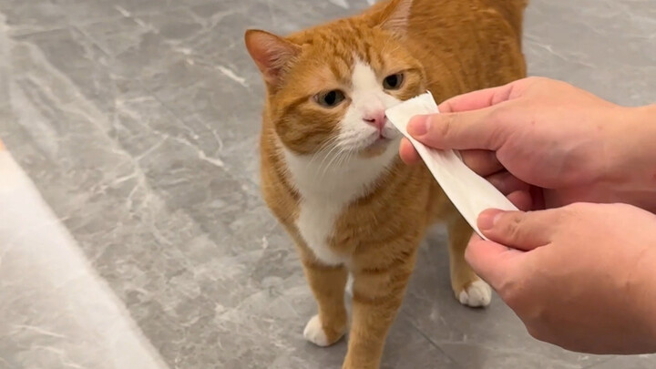 Using fake cat treats to trick my kitty—every single time it falls for it!!