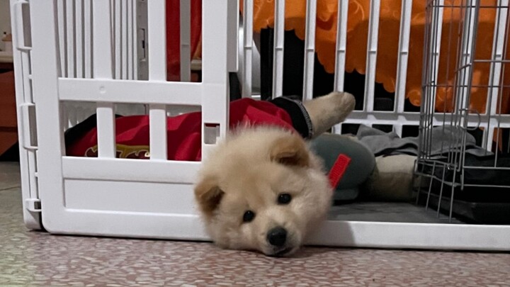 The Silly Dog’s Daily Life