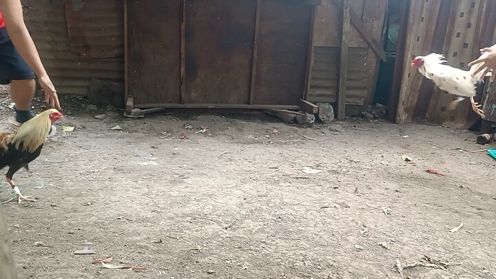 2x winner whitey napalaban nanaman sa mataas at magulang🤣