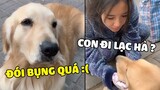 Bình Ly | Lòng Trung Thành của 1 chú chó không thể nào mua được bằng tiền ❤ | Yêu Lu Official