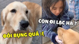 Bình Ly | Lòng Trung Thành của 1 chú chó không thể nào mua được bằng tiền ❤ | Yêu Lu Official