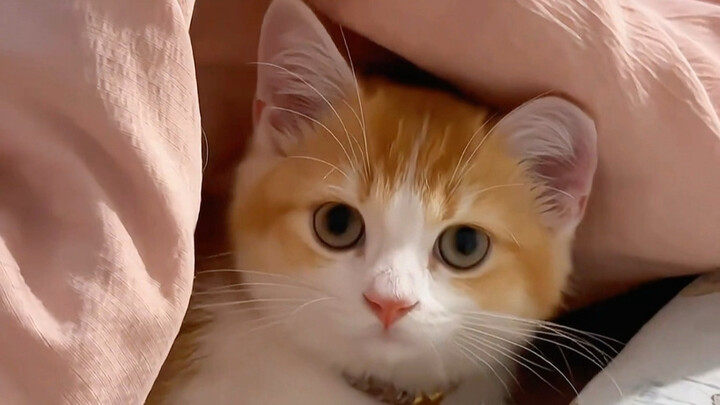 Oh my god, I’m about to be melted by how cute it is!