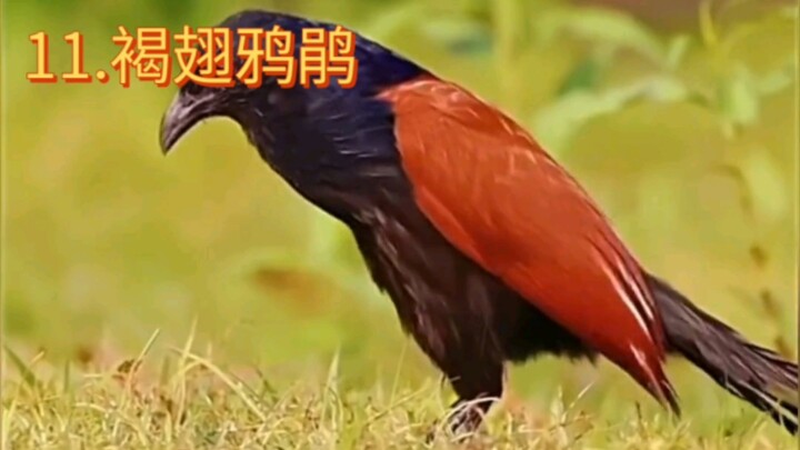 11 เสียงนกที่เราเคยได้ยินตอนเด็ก ไม่คิดเลยว่าหน้าตาของพวกมันเป็นแบบนี้นี่เอง🤔