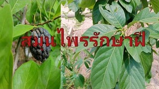 สูตร 2 สมุนไพรรักษาฝีต่างๆ/ฮอยไทยอีสาน