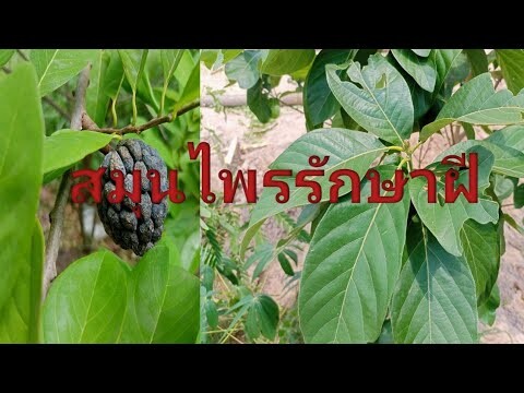 สูตร 2 สมุนไพรรักษาฝีต่างๆ/ฮอยไทยอีสาน