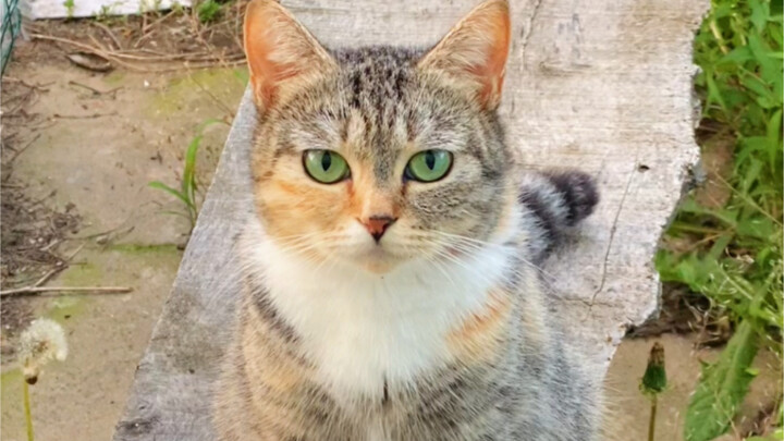 Kucing liar bermata hijau berbulu belang yang diambil Ayah sudah melahirkan! Jadi kami membawanya ke