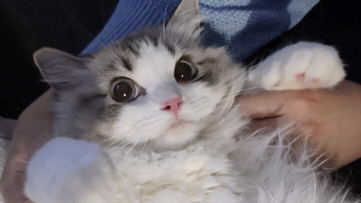 Aku juga enggak nyangka setelah selesai pemeriksaan kesehatan dia masih aja ngotot enggak mau pulang