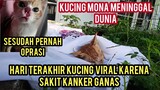 Kisah Kucing Mona Kucing Jalanan Yang Viral Sakit Kanker Ganas Hari Ini Meninggal Dunia..!