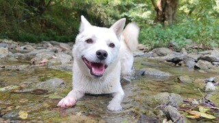 A day when the pups went absolutely wild!