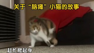 小猫的跌跌撞撞是因为身体里装满了主人的爱