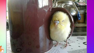 Amazing Parrots Doing Funny Things 4 Cutest Parrots In The World