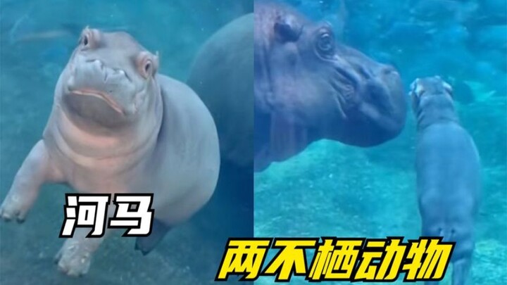 I’ve seen plenty of amphibians, but this is the first time I’ve ever seen a “non-amphibian.”