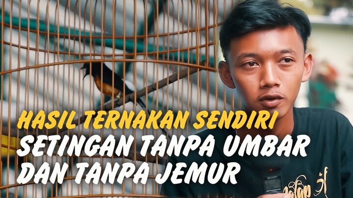 HASIL TERNAKAN SENDIRI SETINGAN TANPA UMBAR DAN TANPA JEMUR