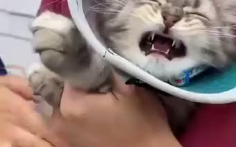 Chú mèo con lần đầu được tiêm thuốc đã khóc! !