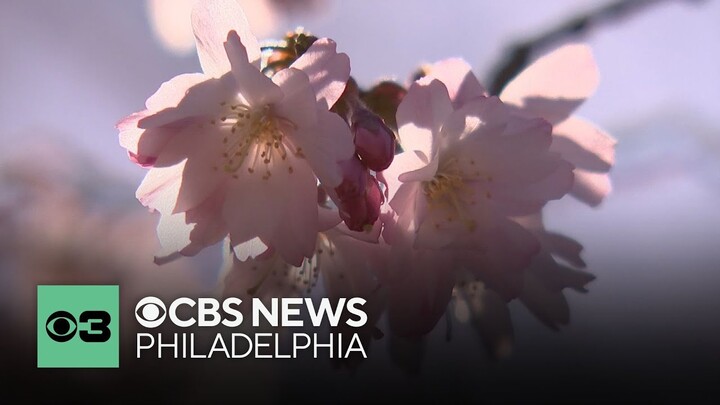 Celebrate spring season this weekend at free Cherry Blossom Festival in Philadelphia