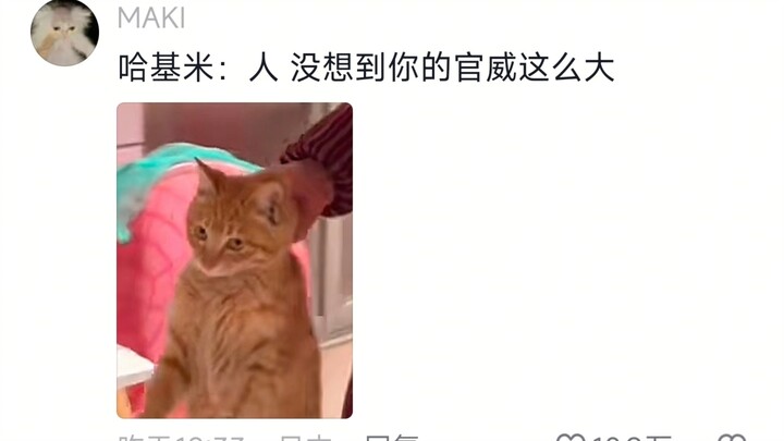 Hilarious… The kitten’s so upset about “serving” you 🐱: You sure know how to talk!