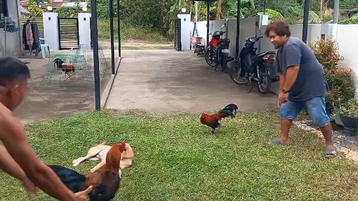 full bro_lemon x black