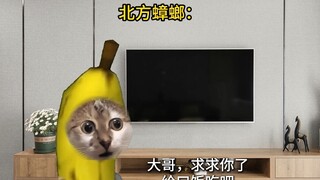 北方蟑螂vs南方蟑螂