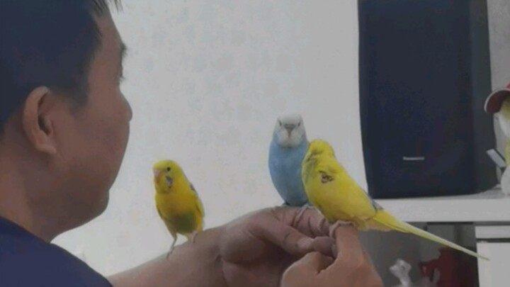Ayahku mengadakan rapat untuk burung-burung kecil…